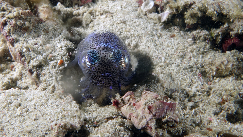 Euprymna berryi Berry'sBobtailSquid2 DMS