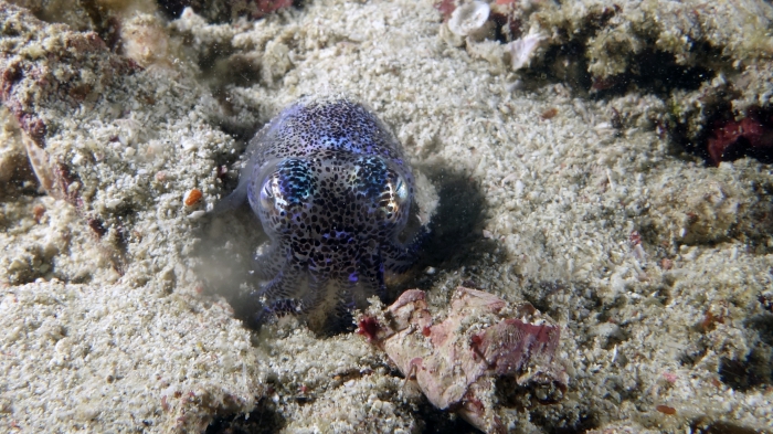 Euprymna berryi Berry'sBobtailSquid2 DMS Euprymna berryi Berry'sBobtailSquid2 DMS