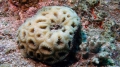 Anthozoa