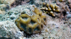 Favites abdita Larger star coral DMS