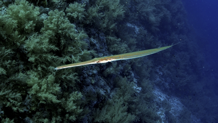 Fistularia commersonii Bluespotted cornetfish DMS Fistularia commersonii Bluespotted cornetfish DMS