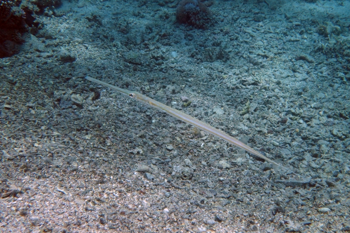 Fistularia commersonii Blue spotted cornetfish DMS