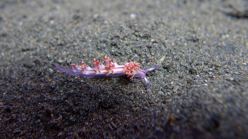 Flabellina rubrolineata RedlineFlabellina DMS