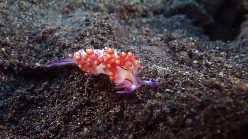 Flabellina rubrolineata RedlineFlabellina1 DMS