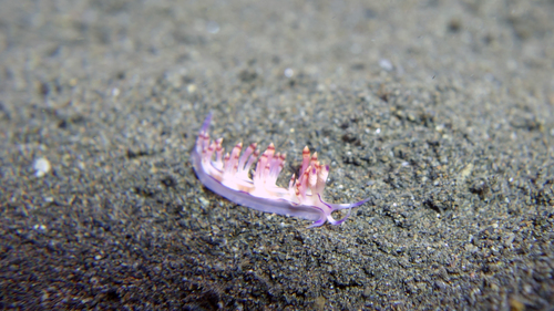 Flabellina rubrolineata RedlineFlabellina2 DMS