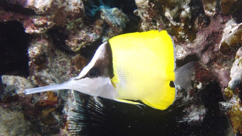 Forcipiger longirostris BigLongnoseButterflyfish1 DMS