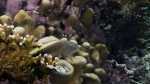 Freckled hawkfish Paracirrhites forsteri3 DMS