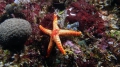 Echinodermata (echinoderms)