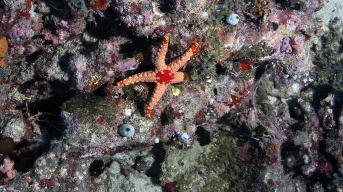 Fromia nodosa NoduledSeaStar DMS Fromia nodosa NoduledSeaStar DMS