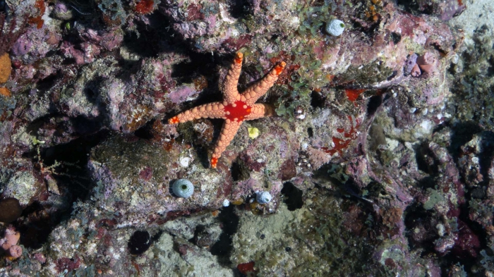 Fromia nodosa NoduledSeaStar DMS