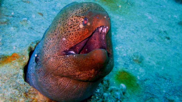 giant moray Gymnothorax javanicus DMS giant moray Gymnothorax javanicus DMS