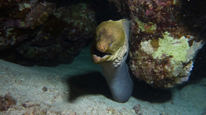 giant moray Gymnothorax javanicus1 DMS giant moray Gymnothorax javanicus1 DMS