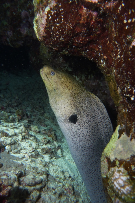 giant moray Gymnothorax javanicus2 DMS