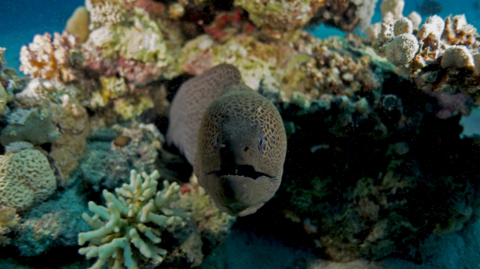 giant moray Gymnothorax javanicus4 DMS giant moray Gymnothorax javanicus4 DMS