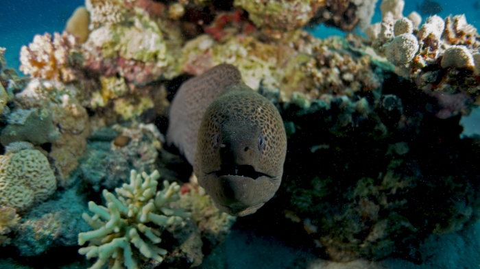 giant moray Gymnothorax javanicus4 DMS