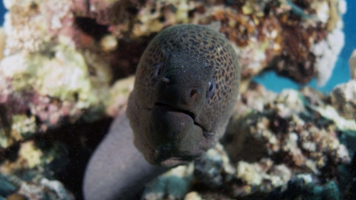 giant moray Gymnothorax javanicus5 DMS