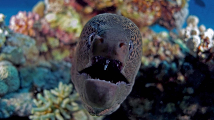 giant moray Gymnothorax javanicus6 DMS giant moray Gymnothorax javanicus6 DMS
