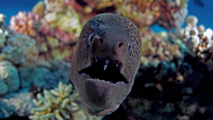 giant moray Gymnothorax javanicus6 DMS