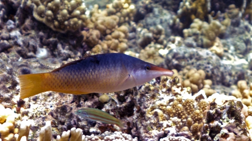 Gomphosus caeruleus Bird wrasse DMS