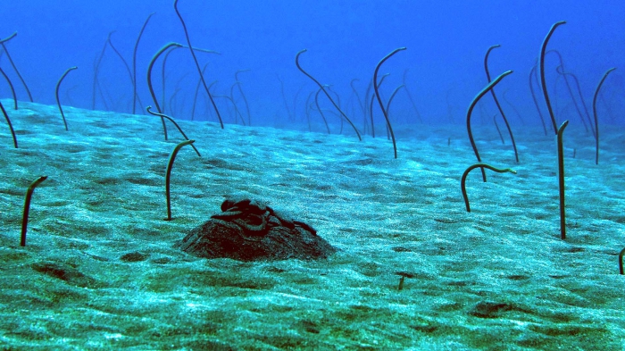 Gorgasia Hawaiiensis HawaiianGardenEel DMS Gorgasia Hawaiiensis HawaiianGardenEel DMS