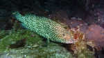 Greasy grouper Epinephelus tauvina DMS