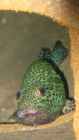 Greasy grouper Epinephelus tauvina1 DMS