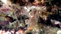 Hydrozoa (hydroids)