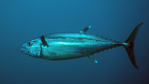 Gymnosarda unicolor DogtoothTuna DMS