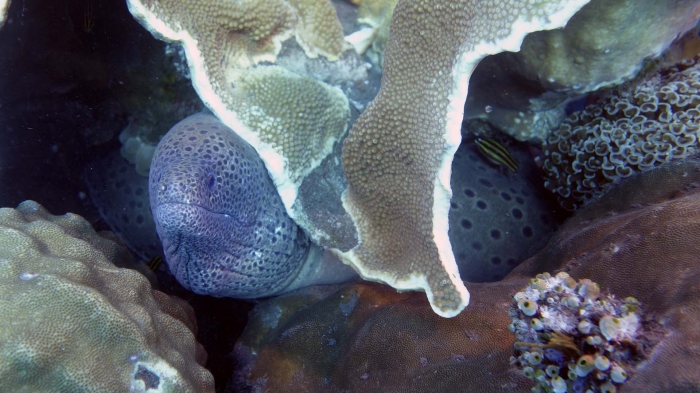 Gymnothorax favagineus LacedMoray DMS Gymnothorax favagineus LacedMoray DMS