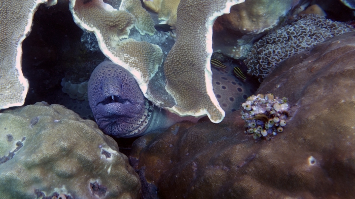 Gymnothorax favagineus LacedMoray1 DMS Gymnothorax favagineus LacedMoray1 DMS