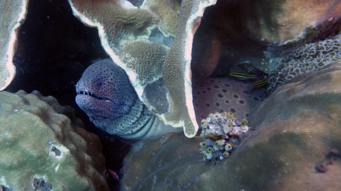 Gymnothorax favagineus LacedMoray2 DMS Gymnothorax favagineus LacedMoray2 DMS