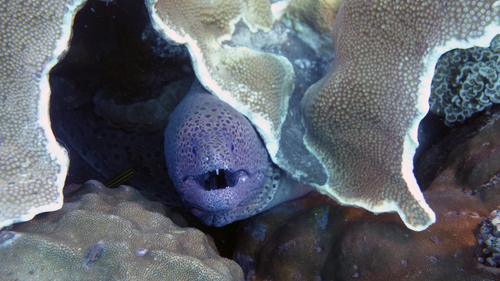 Gymnothorax favagineus LacedMoray3 DMS