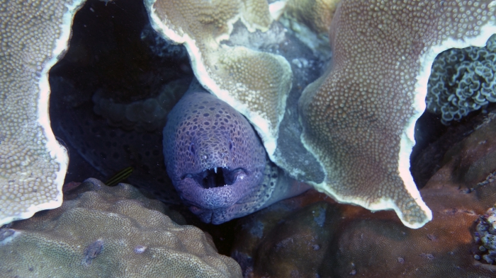 Gymnothorax favagineus LacedMoray3 DMS