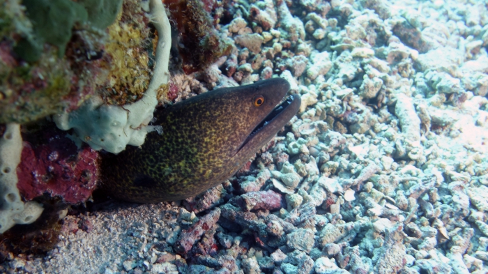 Gymnothorax flavimarginatus YellowEdgedMoray DMS