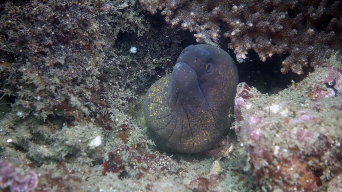 Gymnothorax flavimarginatus YellowMarginMoray1 DMS Gymnothorax flavimarginatus YellowMarginMoray1 DMS