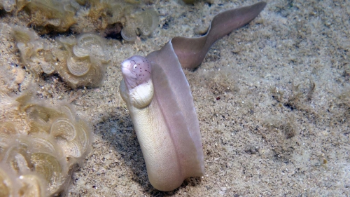 Gymnothorax griseus Geometric eel DMS