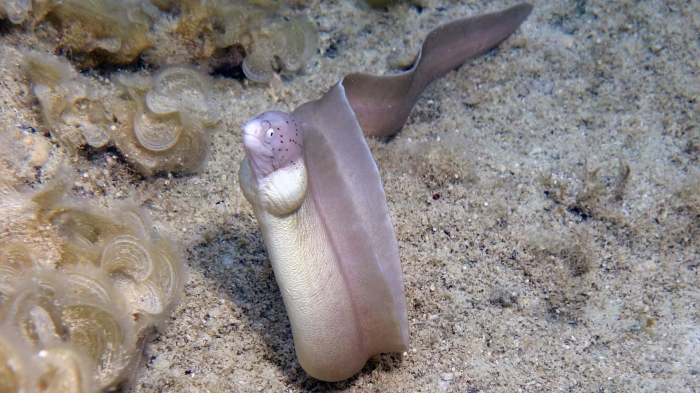 Gymnothorax griseus Geometric eel DMS Gymnothorax griseus Geometric eel DMS