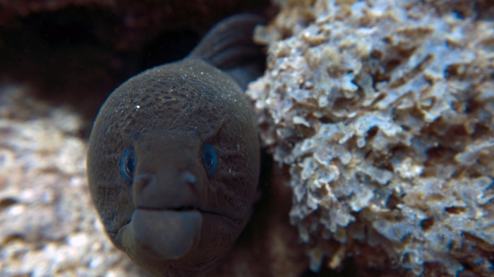 Gymnothorax javanicus GiantMoray macro DMS