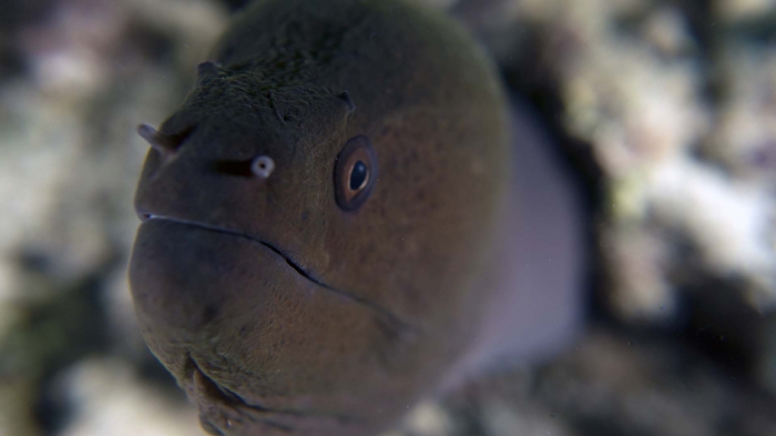 Gymnothorax javanicus GiantMoray macro3 DMS Gymnothorax javanicus GiantMoray macro3 DMS