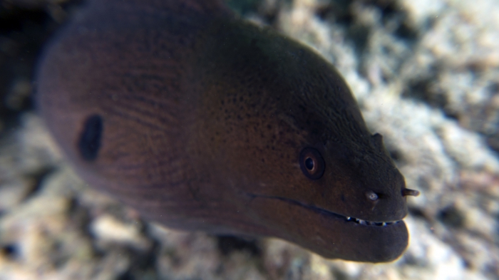 Gymnothorax javanicus GiantMoray macro5 DMS Gymnothorax javanicus GiantMoray macro5 DMS