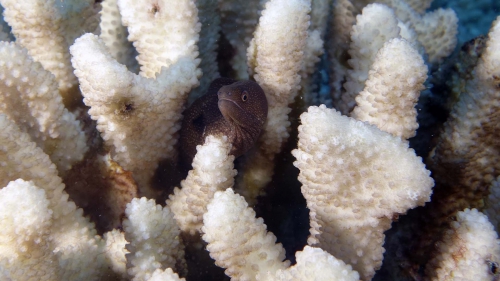 Gymnothorax melagris WhiteMouthMoray Juv DMS