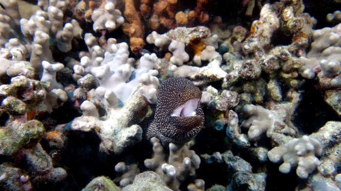 Gymnothorax melagris WhiteMouthMoray2 DMS