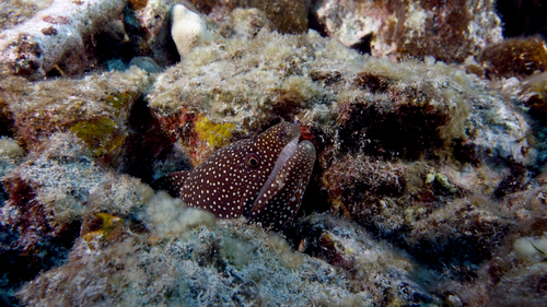 Gymnothorax melagris WhiteMouthMoray6 DMS