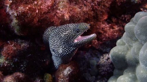 Gymnothorax melagris WhiteMouthMoray7 DMS