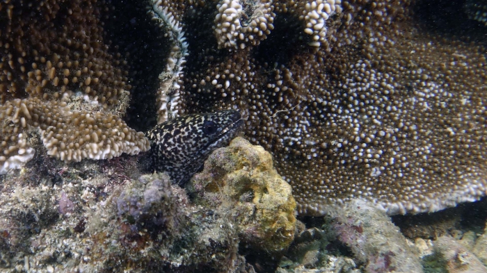 Gymnothorax pictus PepperedMoray DMS