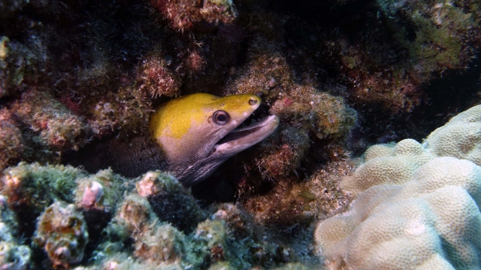 Gymnothorax rueppellii YellowheadMoray DMS Gymnothorax rueppellii YellowheadMoray DMS