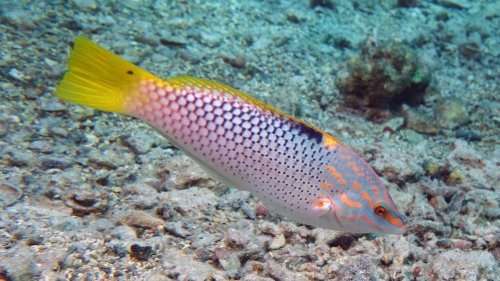 Halichoeres hortulanus Checkerboard wrasse2 DMS