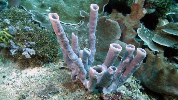 Haliclona fascigera1 DMS Haliclona fascigera1 DMS