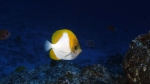 Hemitaurichthys polylepis PyramidButterflyfish DMS