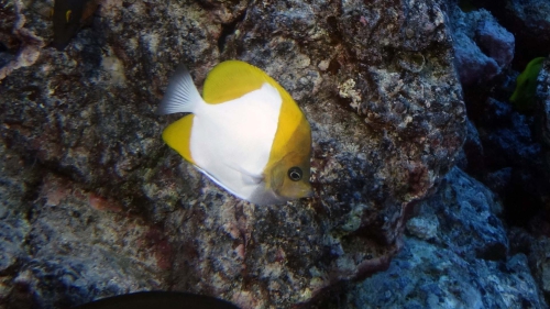 Hemitaurichthys polylepis PyramidButterflyfish1 DMS